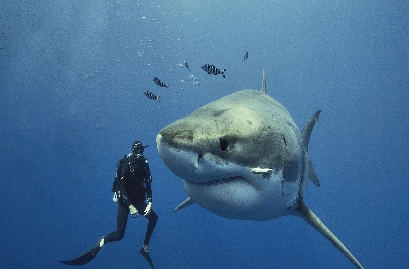 requin-blanc-surina